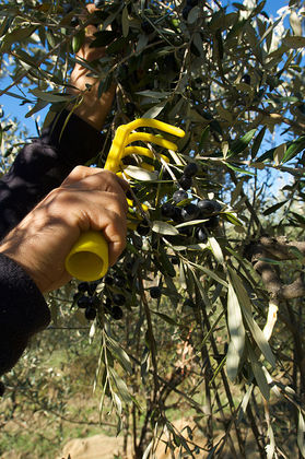 Raccolta delle olive